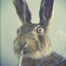 Хорёк